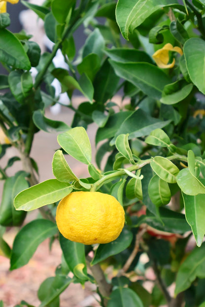 Organic Yuzu miso (seasonal)