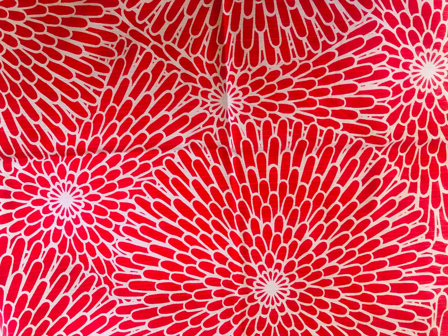 Isa-Monyo (Chrysanthemum) Red/blue 48cm